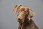 Labrador Retriever portrait