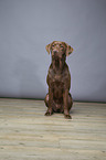 sitting Labrador Retriever