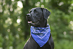 Labrador Retriever portrait