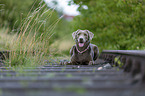 lying Labrador Retriever