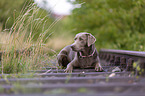 lying Labrador Retriever