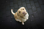 sitting Labrador Retriever