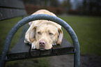 lying Labrador Retriever