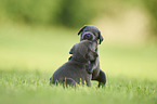 playing Labrador Retriever Puppies