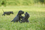 playing Labrador Retriever Puppies