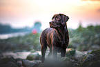 standing Labrador Retriever