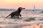 running Labrador Retriever