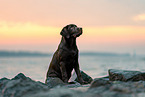 sitting Labrador Retriever