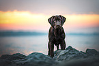 standing Labrador Retriever