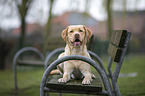 lying Labrador Retriever
