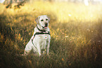 blonde Labrador