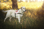 blonde Labrador