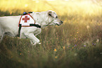 blonde Labrador