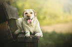 blonde Labrador