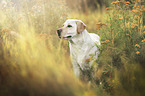blonde Labrador