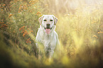 blonde Labrador