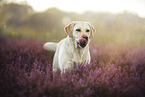 blonde Labrador
