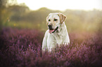 blonde Labrador