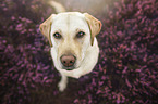 blonde Labrador
