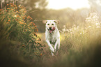 blonde Labrador