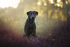 black Labrador