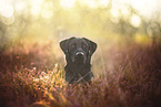 black Labrador