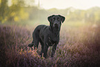 black Labrador