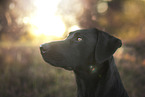black Labrador