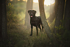 black Labrador