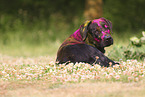 lying Labrador Retriever