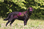 standing Labrador Retriever