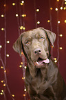 Labrador Retriever portrait