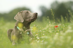 lying Labrador Retriever