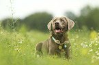 lying Labrador Retriever