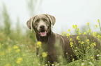 standing Labrador Retriever