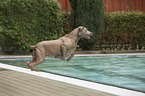 Labrador Retriever in the pool