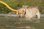 Labrador Retriever in the pool