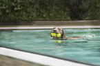 Labrador Retriever in the pool