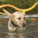 Labrador Retriever in the pool