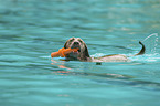 Labrador Retriever in the pool