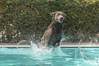 Labrador Retriever in the pool