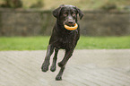 running Labrador Retriever