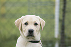 Labrador Retriever puppy portrait