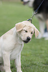 Labrador Retriever puppy