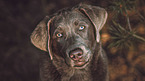 Labrador Retriever portrait