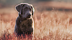 Labrador Retriever portrait