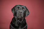 Labrador Retriever portrait