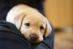 lying Labrador Retriever Puppy