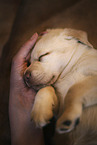 lying Labrador Retriever Puppy