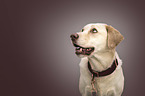 Labrador Retriever portrait